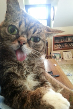 Prison0Freality:  Unimpressedcats:  I’m Sexy And I Know It  Lil Bub Baby.  Drunk