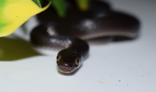 Midnight, my Black House Snake! This species looks so derpy sometimes&hellip; At least she&rsquo;s a