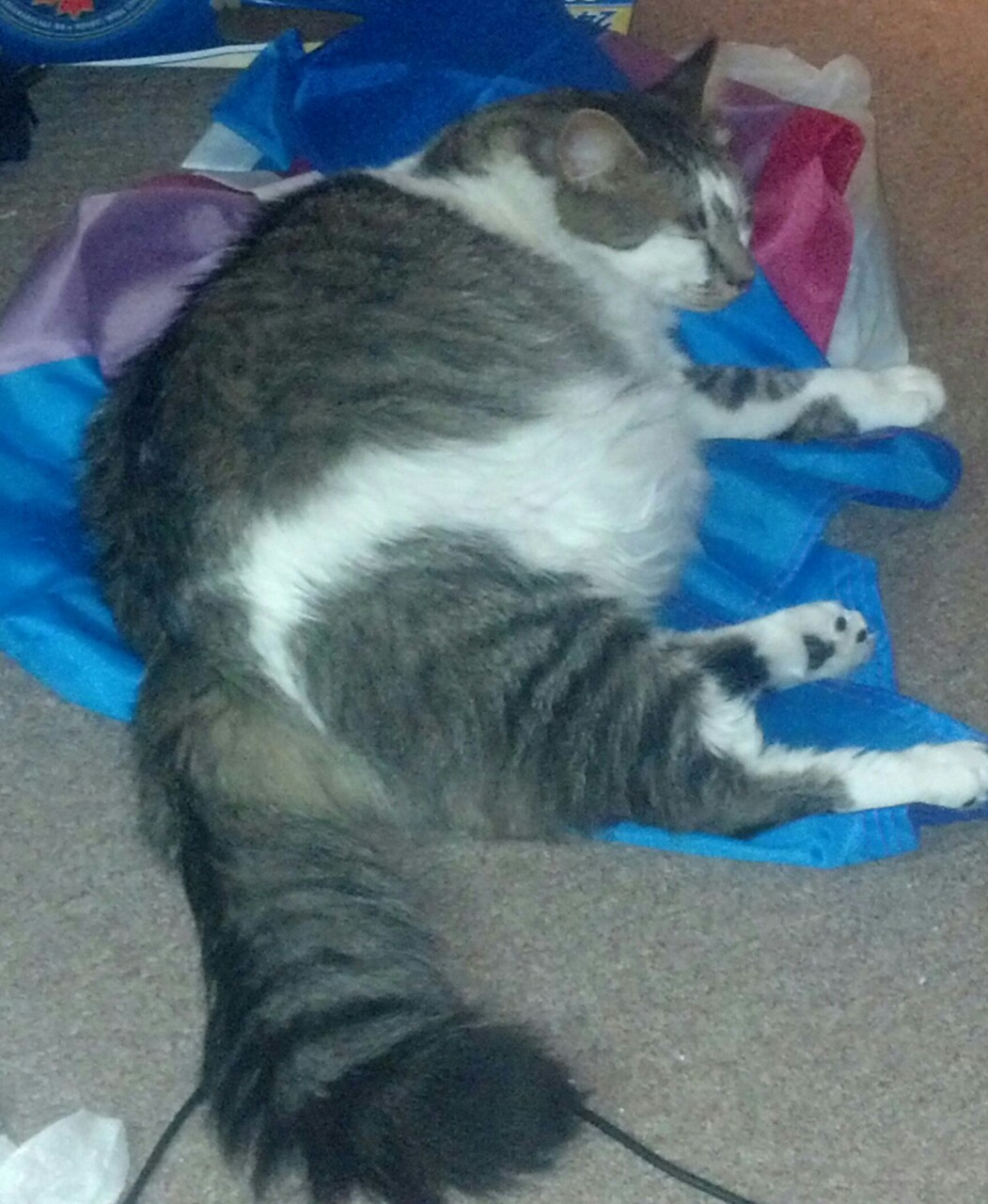 nooffswitch:  Pippin the unofficial official Bi Pride cat. He loves the Bi flag and