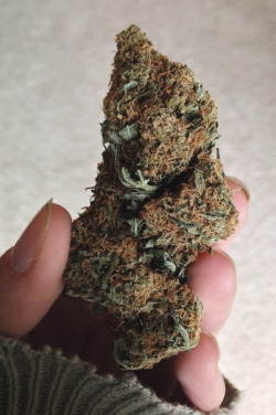 nervous-princess:  he called it ‘portland kush’. it’s as good as it looks✌️ 