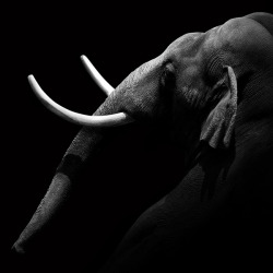 staceythinx:  Incredible animal photography