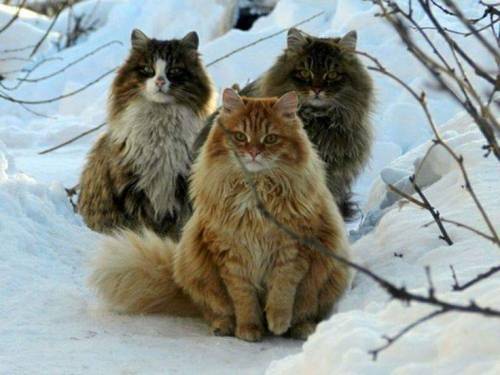 Mafia of Norwegian Forest Cats