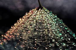 herdirtylittleheart:    Unusual things that make me wet (a series).     Water Droplets Undergo a Colorful Metamorphosis in Macro Photographs by Ivelina Blagoeva  