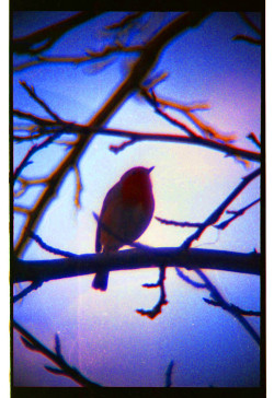 waespi:  red breasted robin, south london