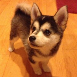 mspa:  uknohaooo:  Husky + Corgi  huSKORGI