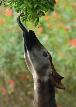 sdzoo:  The okapi’s dark tongue is long enough to reach its eyes &amp; ears. #WorldOkapiDay (photo: Mike Wilson) 