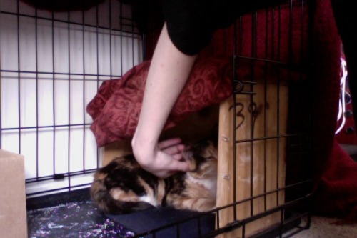 feral kitten update: has learned that completely destroying her kennel is an appropriate way to ente