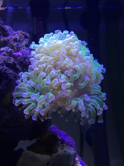 aquariumenthusiast:  My corals are doing well!