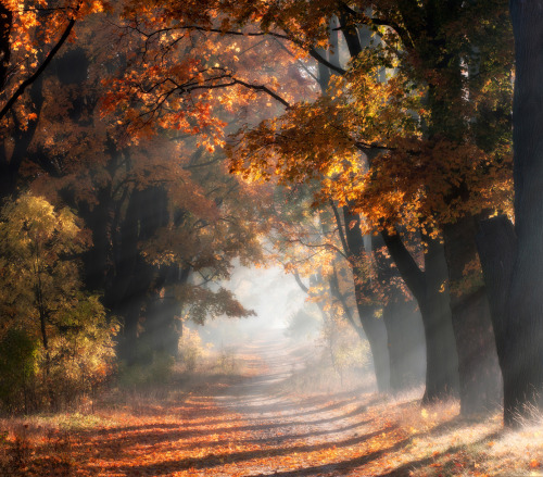 drxgonfly:Autumn Poland (by Przemyslaw Kruk)