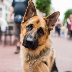 thedogist:  Ishtar, German Shepherd (1 y/o), Eerste van der Helststraat &amp; Sarphatipark, Amsterdam, Netherlands • “‘Ishtar’ was the Mesopotamian goddess of the morning star.”