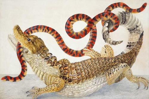 sinnerzinthehandsofanangrygod:  Maria Sibylla Merian, circa 1705