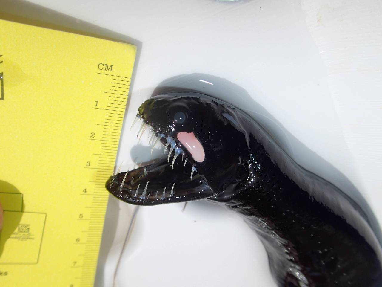 unexplained-events:  Black Dragonfish Also known as the Idiacanthus atlanticus. They
