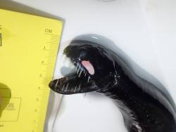 unexplained-events:  Black Dragonfish Also known as the Idiacanthus atlanticus. They are sexually dismorphic. Females grow to 40 cm in length, but males reach a maximum length of only 5 cm Picture Source