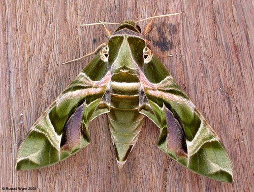 millenianthemums:  meetmeincalifornia:  masterbuildercam:  huffy-lemon:  Please be nice to moths  They spend their whole caterpillar lives thinking theyre going to be beautiful butterflies and then they turn out ugly and everyone hates them. Please be