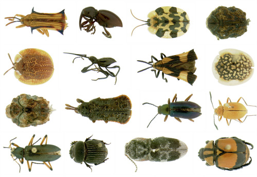 thetypologist:  Typology of Ecuadorian canopy beetles. Smithsonian Museum of Natural History.