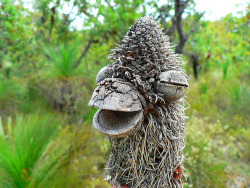 sixpenceee:  Seed pods from a tree in Australia called Banksias.