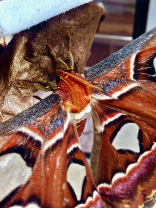 Atlas moth (Attacus atlas) ♀Another pretty girl :)