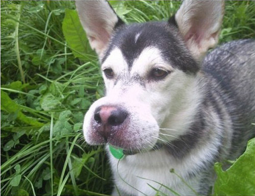 shoulderblades:  DOGS THAT ATE BEES i’m cryign