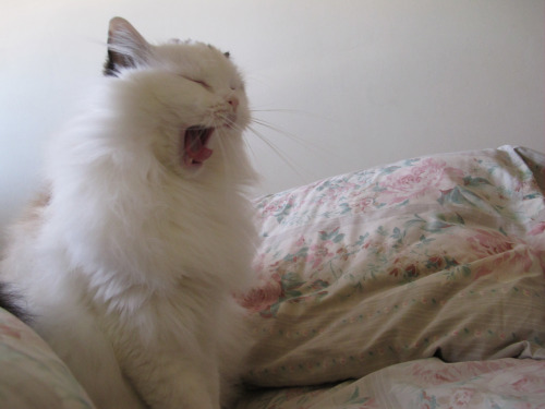 kokoropurrs:  *yawn* 