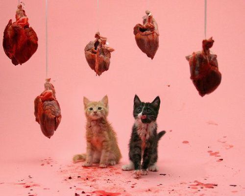 daddy-cum:  blood, hearts, and kitties, now my Daddy just needs to be in here and