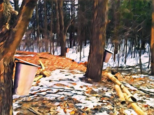 Springtime in the sugar bush… #westfieldheritagevillage #springtime #maplesyrup #sugarbush (a