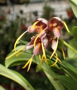 Orchid-A-Day:  Masdevallia Ova-Avis Syn.: Spilotantha Ova-Avis December 26, 2014 