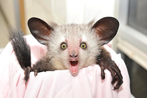 ultrafacts:  Aye-ayes have a number of unusual traits, including a long, bony, witch-like middle finger that they use to pry insects and grubs from tree trunks. Perhaps due to their appearance, these gentle, harmless animals are often killed because of