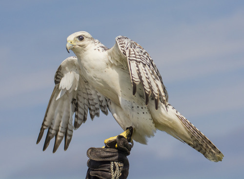 Gyrfalcon (Falco rusticolus) &gt;&gt;by Bill Gracey