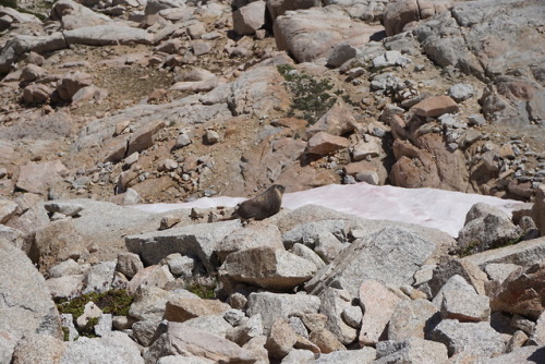 Views from the upper elevations of Mt Whitney, around Trail Camp