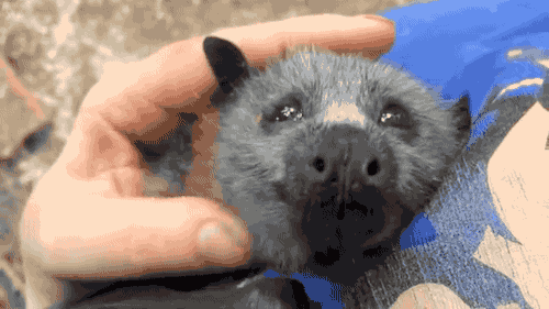 gifsboom:Adorable Bat Squeaks While Being Petted. [video][Megabattie]