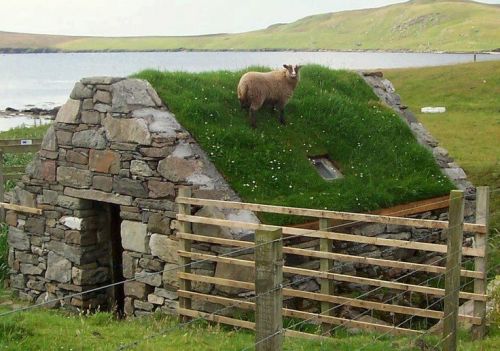 softsmallsweet: saltymommie: fuzzypetal: What if that was your houseWhat if a sheep lives off the gr