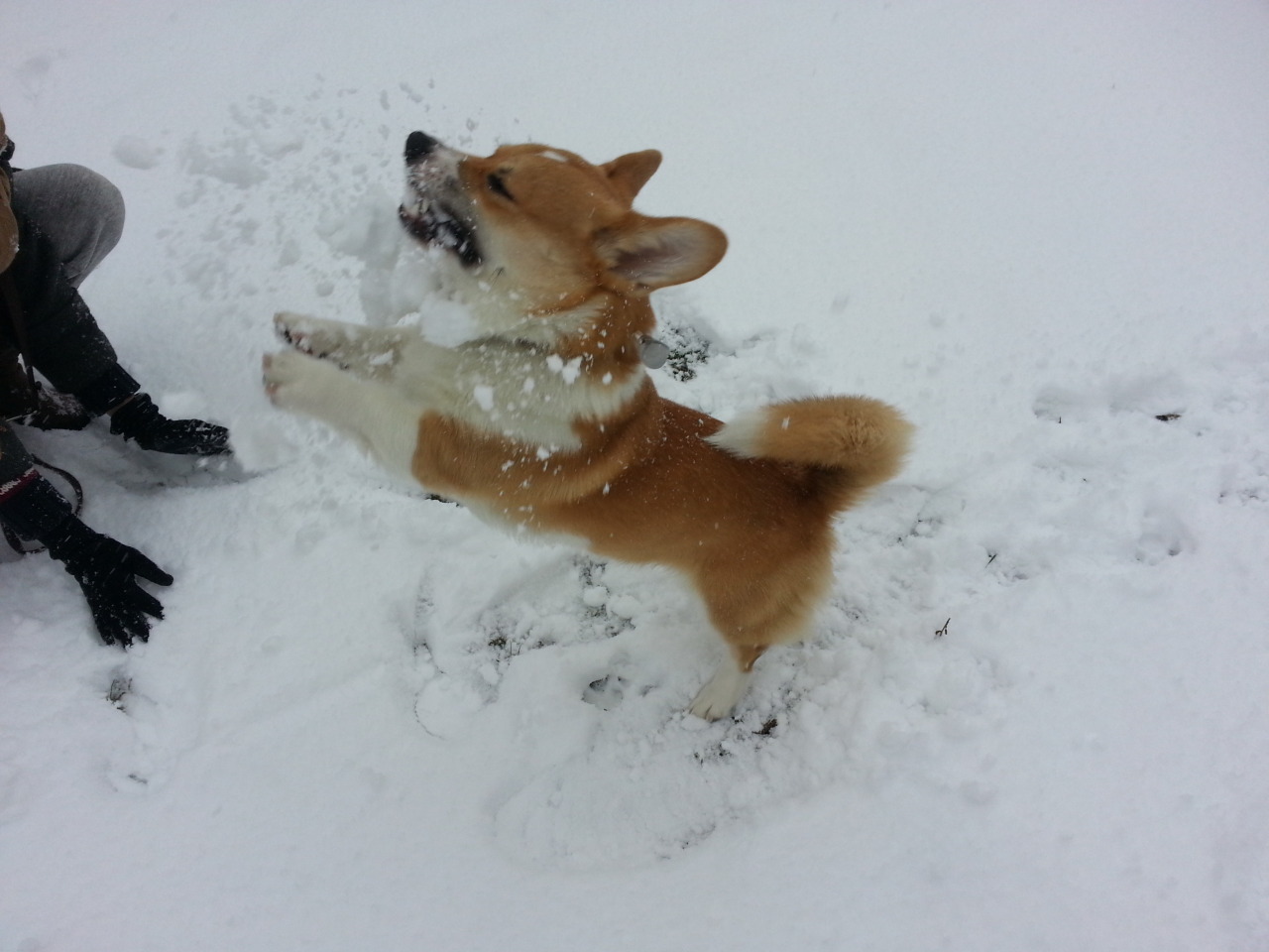 corgimerriness:  Snowball? I like it!  