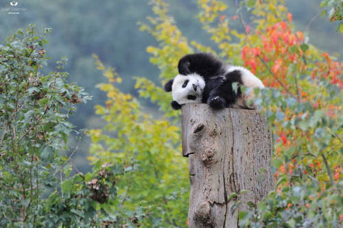 bears–bears–bears:Photos by Josef Gelernter