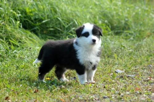 panchovypaste:  Jack the Australian shepherd turns 1 on Jul 26th. Congrats buddy! 