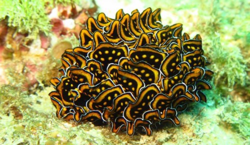 Cyerce Nigricans