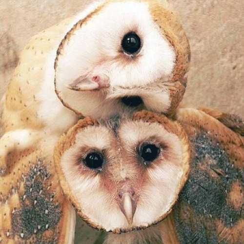 barn owl