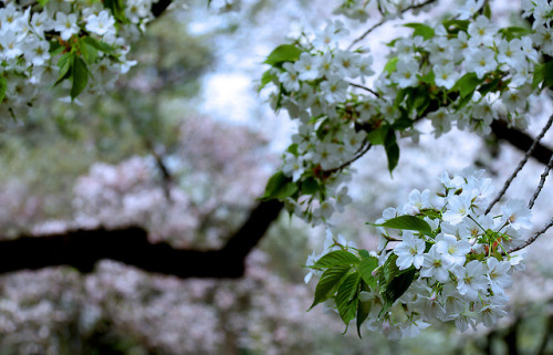 SAKURA:cherry blossoms in full: gardens in Tokyo 都心のサクラ by Gudonjin AIZA