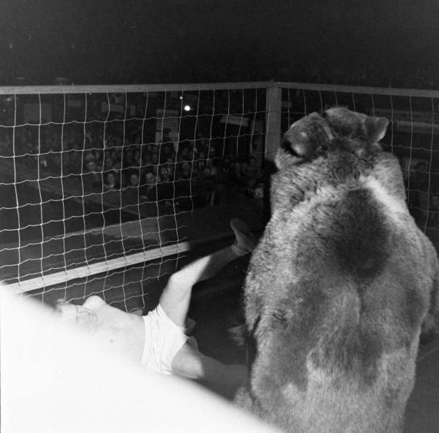 Combat de boxe entre Gus Waldorf et un ours en 1949.