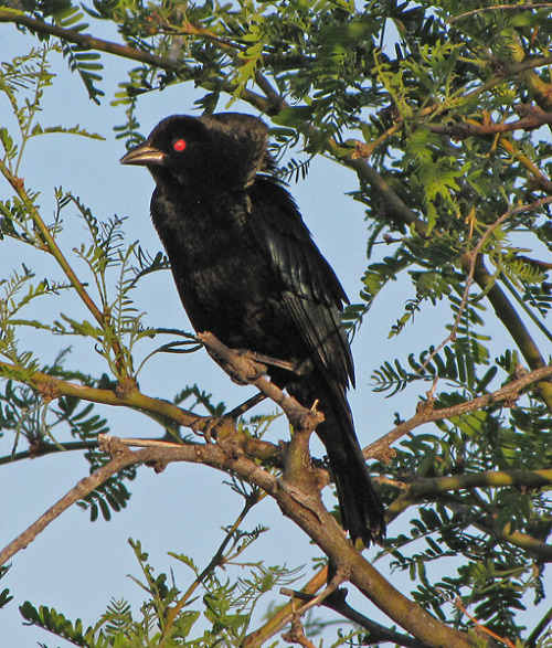 bronzed cowbird