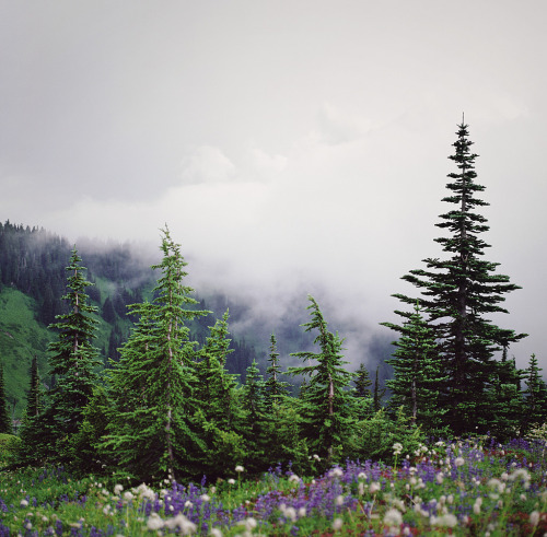 de-preciated: Moving through Mt. Rainier by Danielle Hughson 
