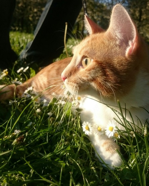 angelusdogma:My cat, looking all majestic at the park