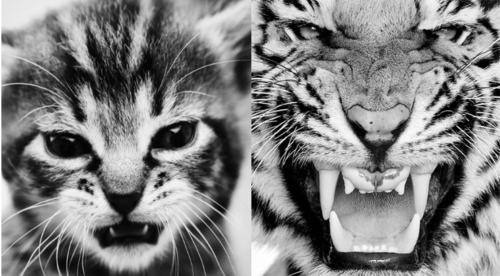 violationofvolition:   Roar.                    