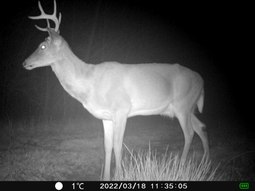 The boys are very proud of their antlers this year—most of them still haven’t shed them!