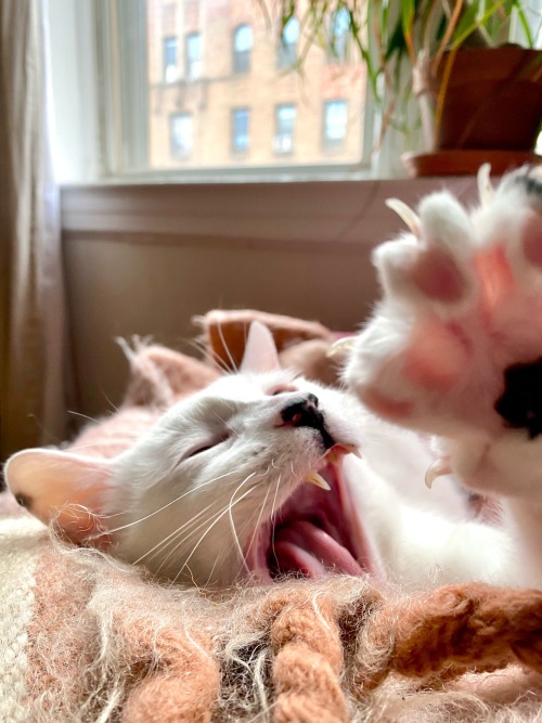 kilgorezouzou:Waking the apex predator during nap time