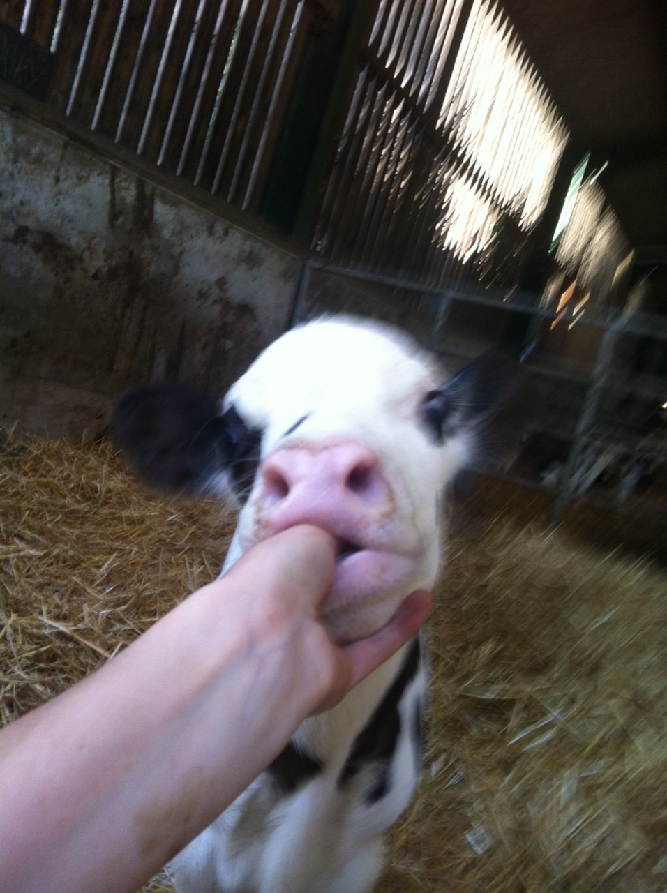 the-cowgoes-moo:  Lili/Solo/Snowdrop  Doing so well, and still loves my fingers!