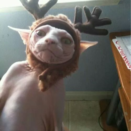 catsbeaversandducks:10 Amazing Reindeer Cats Full Of Joy And Christmas Spirit“I hate you on so many 