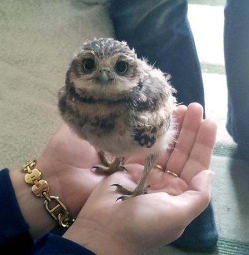 commercialepicenter:thefingerfuckingfemalefury:catsbeaversandducks:Owls Are Flying CatsThat’s why ev