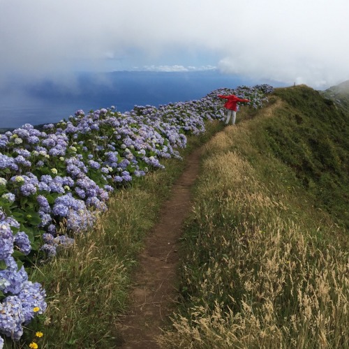 mypasalacqua - i’m in Azores right now! the most beautiful place...