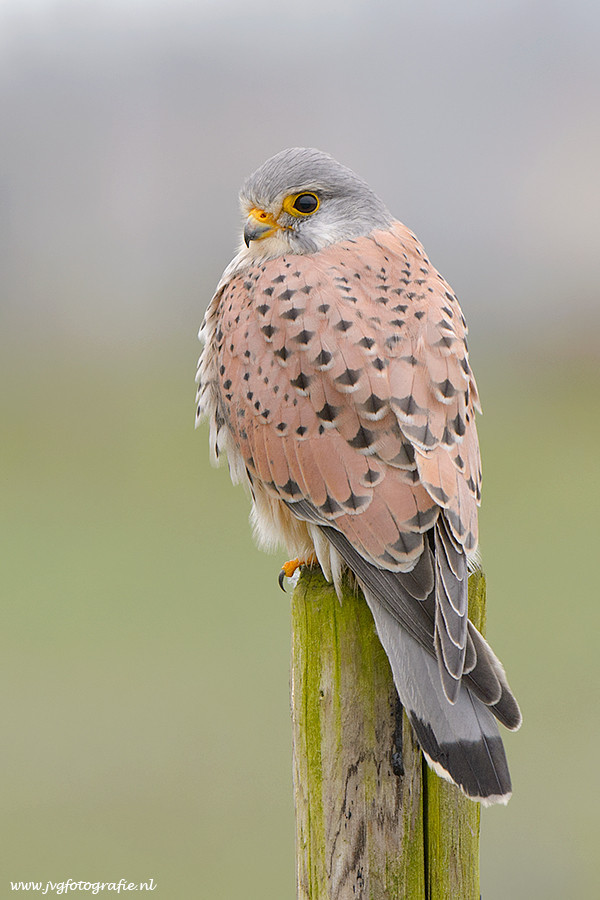 llbwwb:   (via 500px / Kestrel/ Torenvalk by Johan van Gool) 