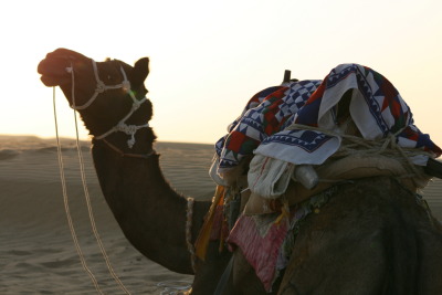 Camel Desert Jaisalmer, Rajasthan, India